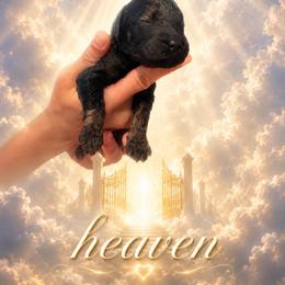Heaven - Phantom female Poodle puppy in Washington, Pennsylvania from Patriotic Poodles