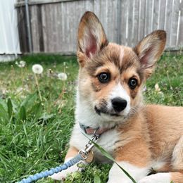 Pembroke Welsh Corgi Puppies from Loves Classic Corgis