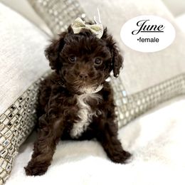 June - Brown female Poodle puppy in Jackson, Mississippi from T.M. Poodles & Doodles