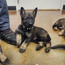 Winston (Yellow male) - Sable male German Shepherd puppy in Winchester, Kentucky from Del Lago Canine