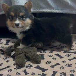 Full fluffy Boss - Black and white male American Corgi puppy in Decatur, Texas from Bar S Corgis