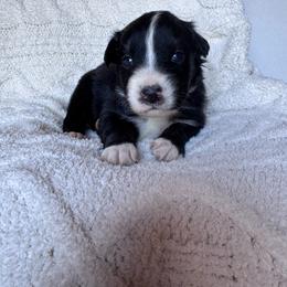 Captain - Black tri-color male Australian Shepherd puppy in San Tan Valley, Arizona from SJR AUSSIES