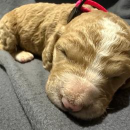 Pink - Parti female Goldendoodle puppy in Wittenberg, Wisconsin from Cedar River Kennel