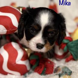 Mike - Tri-color male Cavalier King Charles Spaniel puppy in Lawton, Oklahoma from Wild Wishes Cavaliers