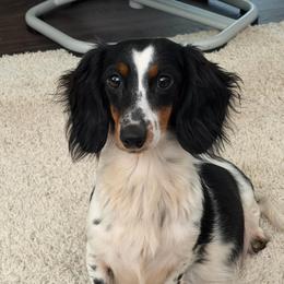 Oreo - Dachshund