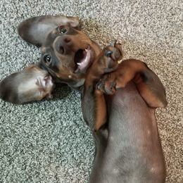 Dachshunds from Long Duk Dachshunds