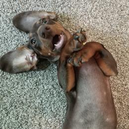 Dachshunds from Long Duk Dachshunds
