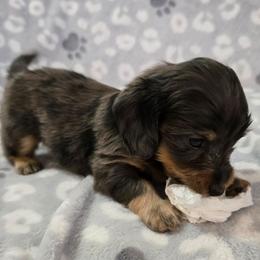 Jupiter - Dapple male Dachshund puppy in Tonopah, Arizona from Desert Diamond Dachshunds