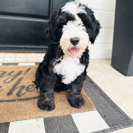 Girl 3 - Tri-color female Bernedoodle puppy in Waco, Texas from Blessings Pups Doodles