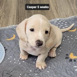 Casper - Gray (blue) and tan male Dachshund puppy in Salisbury, North Carolina from King's Dachshunds