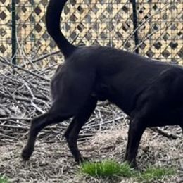 Labrador Retrievers from Willow run farm’s Labrador Retrievers