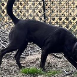 Labrador Retrievers from Willow run farm’s Labrador Retrievers