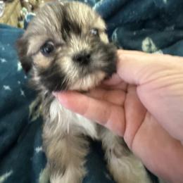 AKC girl 2  Orange collar - Parti female Lhasa Apso puppy in Chico, California from Lhasa Apsos of northern Ca . Biewer terriers of northern California