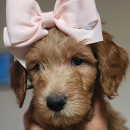 Aurora (dark pink) - Goldendoodle puppy from Highland Grove Doodles, LLC