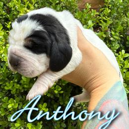 Basset Hound Puppies from Kara Bellow