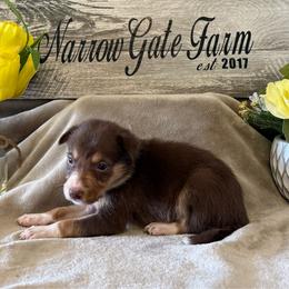 Rusty - White and red male Border Collie puppy in Moody, Texas from Narrow Gate Farm