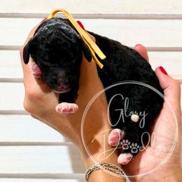 Yellow - Tri-color male Bernedoodle puppy in Rockwall, Texas from Glory Doodles