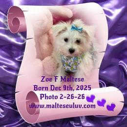 Zoe - White female Maltese puppy in Silverhill, Alabama from Malteseuluv’s Tiny Treasurers
