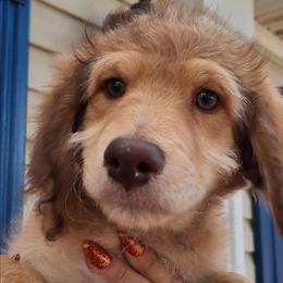 Vivienne - Sable female Aussiedoodle puppy in Grand Saline, Texas from Aussies Acre