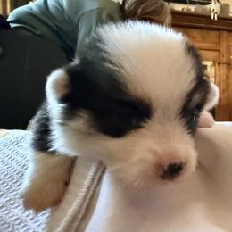 Minnie - Black and tan female Pembroke Welsh Corgi puppy in Griffin, Georgia from Rollnoaks & Cottontail AKC Pembroke Welsh Corgis