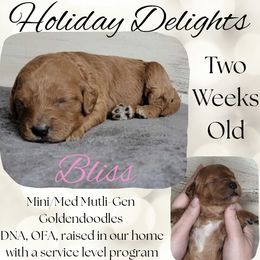 Bliss - Red  female Goldendoodle puppy in Scurry, Texas from 07 Seven Oaks Goldens and Doodles