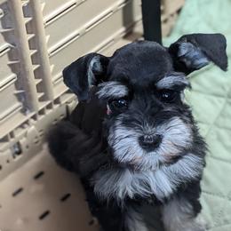 Miniature Schnauzer Puppies from Pawesome Pups