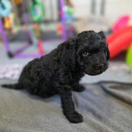 Prince - Black and white male Bernedoodle puppy in Mc Gaheysville, Virginia from Doting Doodles