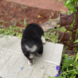 Pembroke Welsh Corgi Puppies from Dalton Family Corgis