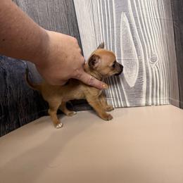 Fitzwilly - Red male Chihuahua puppy in Sherwood, Arkansas from Bartelt Breeders