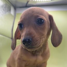 Ember - Sable female Dachshund puppy in Barstow, California from Kindle & Burrow Dachshunds