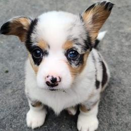 American Corgis from Little Long Pond Corgis