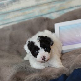 Lil - Schnoodle puppy in Arkansas from Central AR Schnoodles