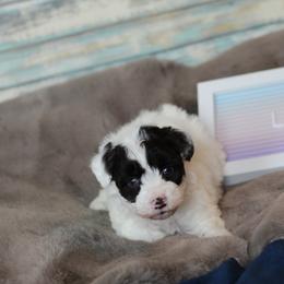 Lil - Schnoodle puppy in Arkansas from Central AR Schnoodles