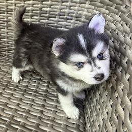 Poppy - Black and white male Pomsky puppy in Winchendon, Massachusetts from Mountain View Pomskies