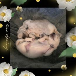 Pancake (Green) Limited AKC - Cream male Dachshund puppy in Nashville, Tennessee from Farmhouse Sausages - Located in TN delivers all over US