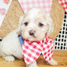 Cooper - Buff male Cocker Spaniel puppy in Rattan, Oklahoma from Double M Cocker Spaniels