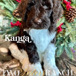 Kanga - female Newfypoo puppy in Jackson, Missouri from Two Sisters Ranch, LLC