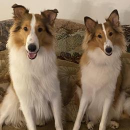 Collies from Faith Rough Collie’s