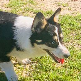 Cruella - Pembroke Welsh Corgi