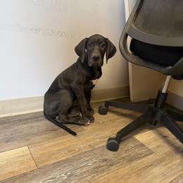 Blue Collar - Black female Great Dane puppy in Surgoinsville, Tennessee from Mountain Valley Farm Great Danes