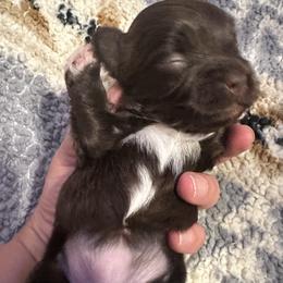 Holiday - Chocolate female Havanese puppy in Arizona from HavaDoggie