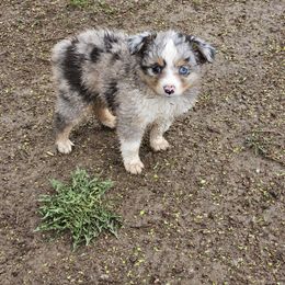 Toy Australian Shepherd Puppies from Badland's Toy Aussies