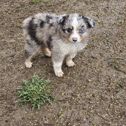 Toy Australian Shepherd Puppies from Badland's Toy Aussies