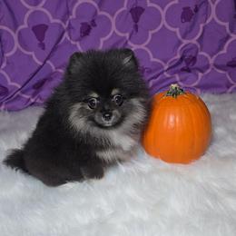 Tamera - Black and tan female Pomeranian puppy in Fresno, California from Pomi Mami Pomeranians