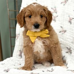 Yellow Collar NERO - Apricot male Goldendoodle puppy in Salem, Utah from Aspen Doodles Utah