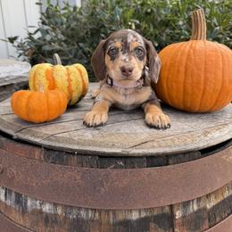 Dachshund Puppies from Thomas Homestead and Rabbitry