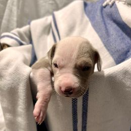 Red Male - Harlequin male Great Dane puppy in Albertville, Alabama from Wild Willow Danes