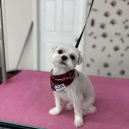Ollie - Maltese