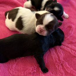 Hope - Chocolate female Shih Tzu puppy in Stafford, Virginia from Bayview Pups