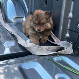 Zorro - Orange sable male Pomeranian puppy in Fort Worth, Texas from Alo's Pom's